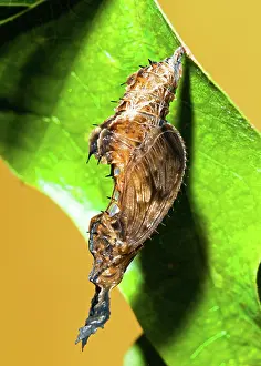 Hatched: Zebra Longwing Butterfly Chrysalis