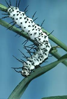Nymphalid: Zebra Longwing Caterpillar