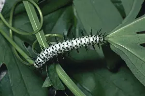 Nymphalid: Zebra Longwing Caterpillar