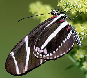 Heliconian: Zebra Longwing (Heliconius charithonia)