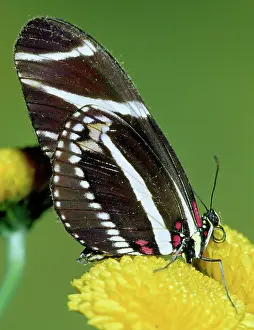 Heliconian: Zebra Longwing (Heliconius charithonia)