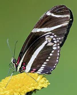 Heliconian: Zebra Longwing (Heliconius charithonia)