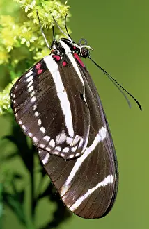 Heliconian: Zebra Longwing (Heliconius charithonia)