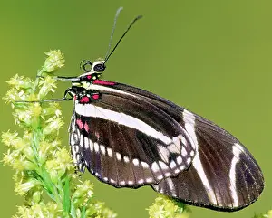 Heliconian: Zebra Longwing (Heliconius charithonia)