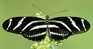 Heliconian: Zebra Longwing (Heliconius charithonia)