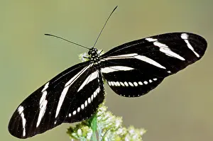 Heliconian: Zebra Longwing (Heliconius charithonia)