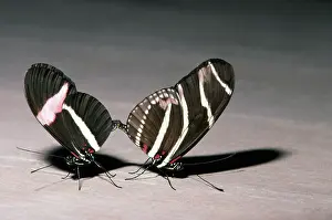 Crimson: Zebra Longwing & Postman Mating