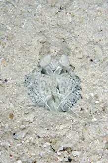 Maculata: Zebra Mantis Shrimp - camouflaged in hole - night