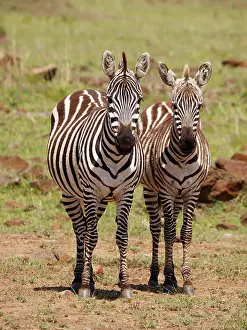 141217: Zebra in the Masai Mara, Kenya, Africa Zebra