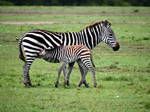 141217: Zebra in the Masai Mara, Kenya, Africa Zebra