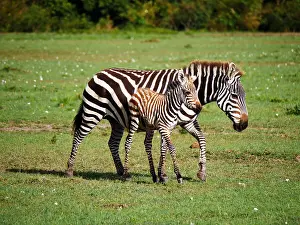 141217: Zebra in the Masai Mara, Kenya, Africa Zebra