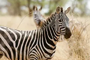 Chew: Zebra at the Meru National Park, Kenya