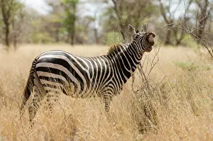 Snort: Zebra at the Meru National Park, Kenya