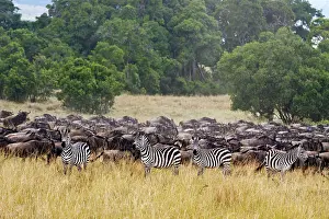 Gnus: Zebra - with migrating herds of Wildebeest (connochaetes