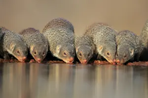 Stripes: Zebra mongoose (Mungos mungo), adult, group, at the water