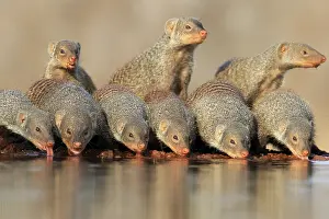 Stripes: Zebra mongoose (Mungos mungo), adult, group, at the water