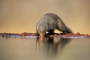Stripes: Zebra mongoose (Mungos mungo), adult, at the water