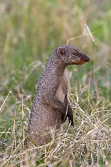Robbery: Zebra mongoose, Zebra mongoose, Predators, Mammals