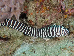 Moray: Zebra moray (Gymnomuraena zebra), Sodwana Bay National