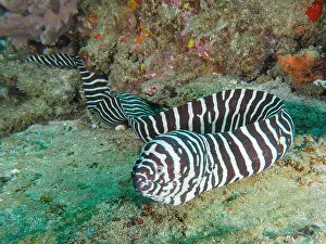 Moray: Zebra moray (Gymnomuraena zebra), Sodwana Bay National