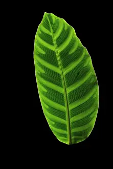 Hyacinthus: Zebra plant, Calathea zebrina, Front view of one