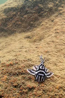 Catfish: Zebra Pleco