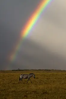 Rainbows: Zebra - under a rainbow - Kenya, Africa
