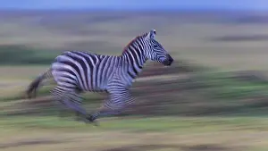 Burchelli: Zebra - running