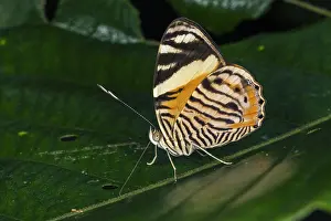 Maria: Zebra Sapseeker butterfly (Tigridia acesta columbina)