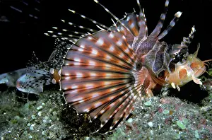 Dendrochirus: Zebra Scorpionfish