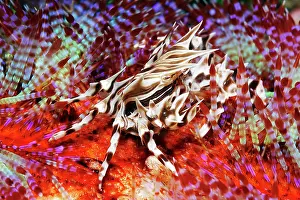 Fire: Zebra sea urchin crab (Zebrida adamsii) on variable