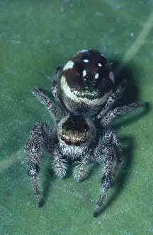 Mouthparts: Zebra Spider