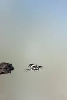 Spiders: Zebra Spider - jumping