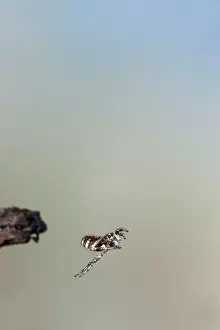 Spiders: Zebra Spider - jumping