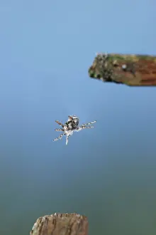Spiders: Zebra Spider - jumping