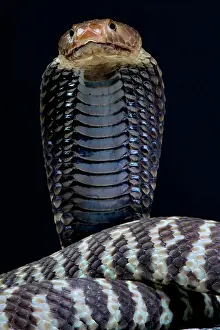 Angola: Zebra spitting cobra (Naja nigricincta), Namibia