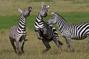 Stallions: Zebra stallions at play in Lake Nakuru NP