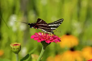 Graphium: Zebra Swallowtail