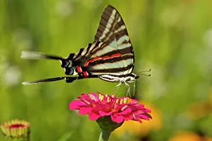 Graphium: Zebra Swallowtail