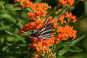 Swallowtails: Zebra Swallowtail