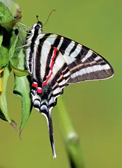 Swallowtails: Zebra Swallowtail Butterfly