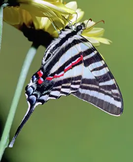 Swallowtails: Zebra Swallowtail Butterfly