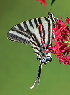 Swallowtails: Zebra Swallowtail Butterfly