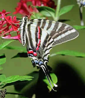 Swallowtails: Zebra Swallowtail Butterfly