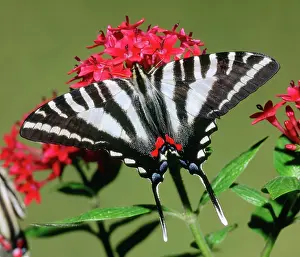 Swallowtails: Zebra Swallowtail Butterfly