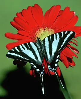 Swallowtails: Zebra Swallowtail Butterfly