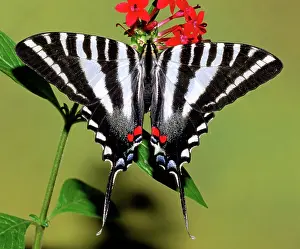 Swallowtails: Zebra Swallowtail Butterfly