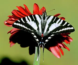 Swallowtails: Zebra Swallowtail Butterfly