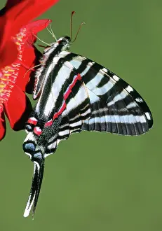 Swallowtails: Zebra Swallowtail Butterfly