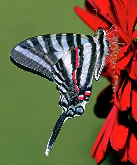 Swallowtails: Zebra Swallowtail Butterfly